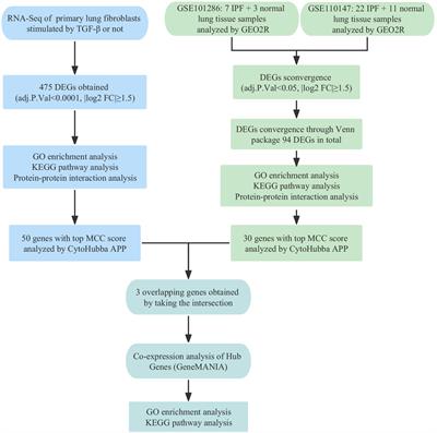 The gene expression of CALD1, CDH2, and POSTN in fibroblast are related to idiopathic pulmonary fibrosis